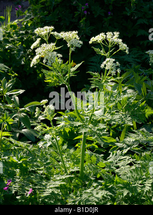 Sweet cicely (Myrrhis odorata) Stock Photo