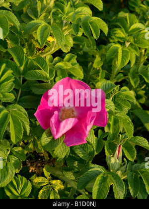 Rosa rugosa,Japanese Rose,flowers,red rose hips,glaucous leaves,thorny ...