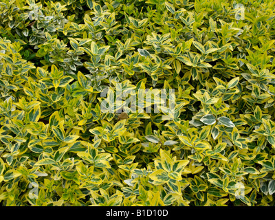 Winter creeper (Euonymus fortunei 'Aurea') Stock Photo