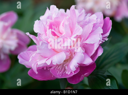 PAEONIA LACTIFLORA KELWAYS BRILLIANT PEONY Stock Photo