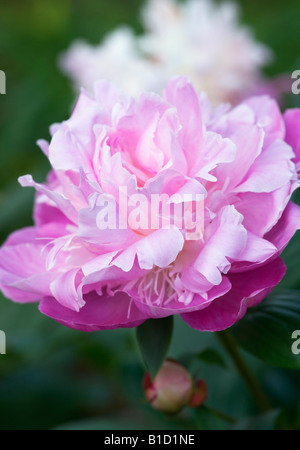 PAEONIA LACTIFLORA KELWAYS BRILLIANT PEONY Stock Photo