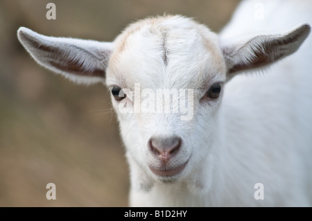Young Pygmy Goat Kid Stock Photo