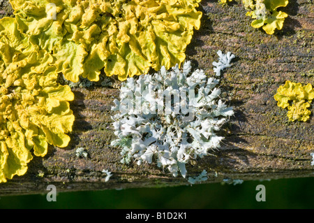 The grey lichen Physcia tenella and yellow lichen Xanthoria parietina on wooden bench Stock Photo