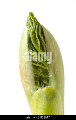 Opening leaf bud of a sycamore Stock Photo