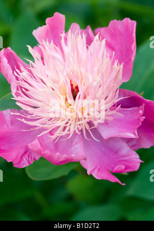 PAEONIA LACTIFLORA KELWAYS MAJESTIC PEONY Stock Photo