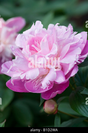 PAEONIA LACTIFLORA KELWAYS BRILLIANT PEONY Stock Photo