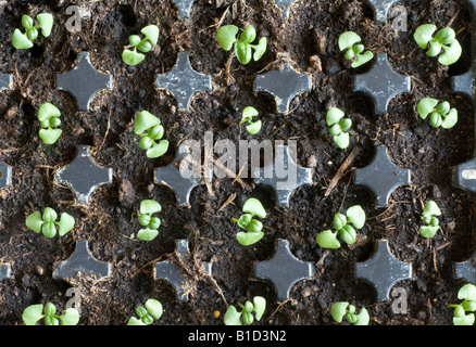 Basil seedlings growing in individual plugs in cell tray Stock Photo