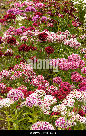 Sweet William Dianthus barbatus growing in kitchen garden UK Stock Photo