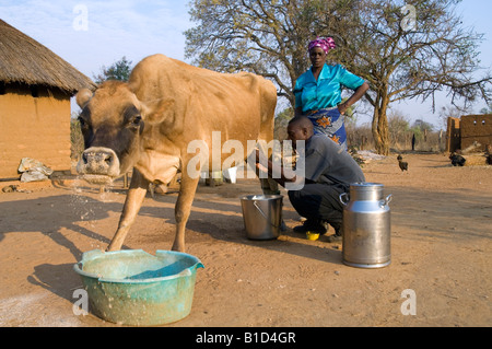 Milk production on a smallholder farm in Magoye, Zambia Stock Photo