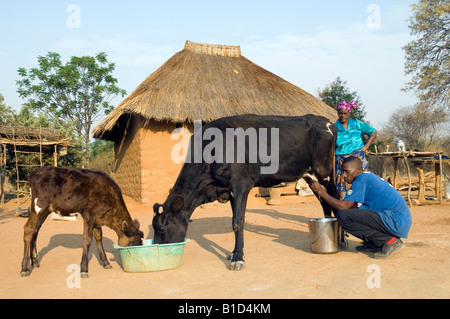 Milk production on a smallholder farm in Magoye, Zambia Stock Photo