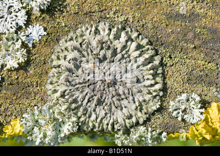 Grey foliose lichen on wooden bench Stock Photo