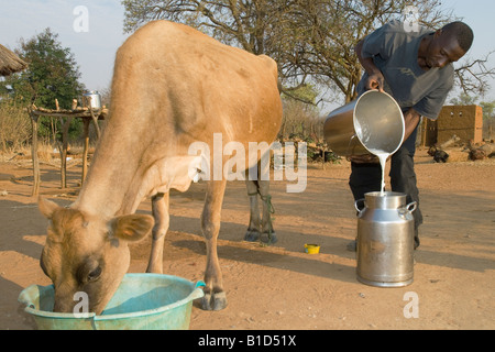 Farmer pours fresh milk into a milk can milk production on a smallholder farm in Magoye, Zambia Stock Photo