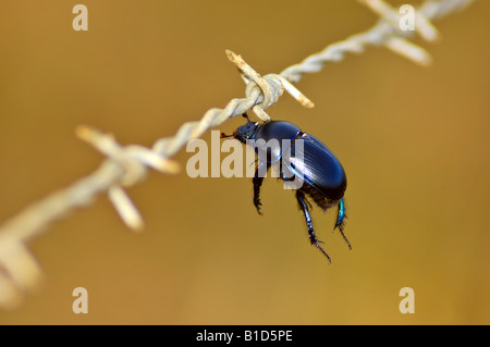 larder alamy butcherbird similar