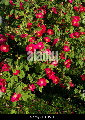 French rose (Rosa gallica 'Scharlachglut') Stock Photo