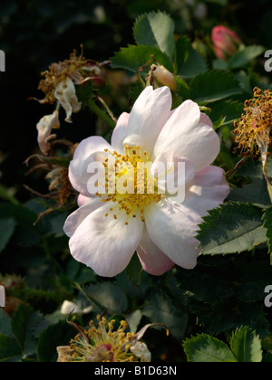 Rose (Rosa Canary Bird) Stock Photo