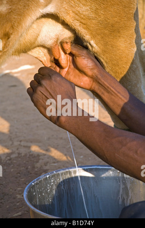 Milk production on a smallholder farm in Magoye, Zambia Stock Photo