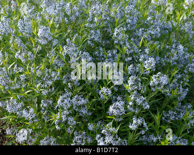 Eastern blue star (Amsonia tabernaemontana) Stock Photo