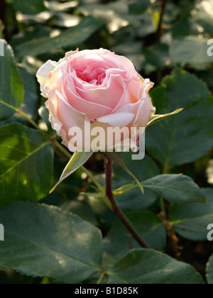 Rose (Rosa Johann Strauss) Stock Photo