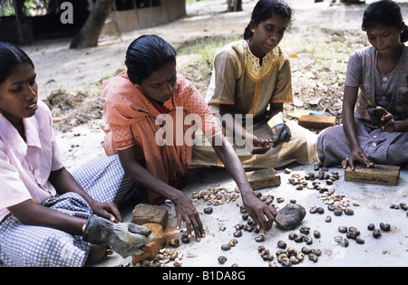 Cashew nut processing The nuts give off an acid which burns the workers fingers Stock Photo