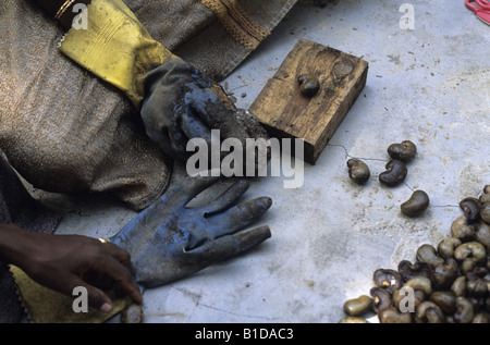 Cashew nut processing The nuts give off an acid which burns the workers fingers Stock Photo