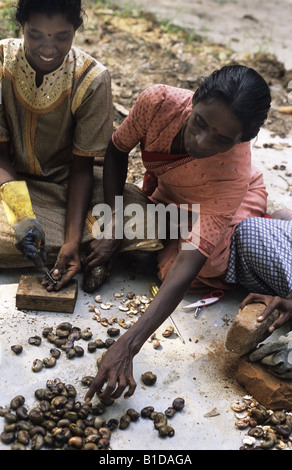 Cashew nut processing The nuts give off an acid which burns the workers fingers Stock Photo