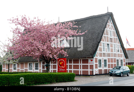 Traditional half timbered house with straw roof and blossoming cherry tree in Jork Northern Germany Stock Photo