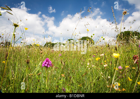 Pyramidal orchid in a wild flower meadow in Somerset Stock Photo