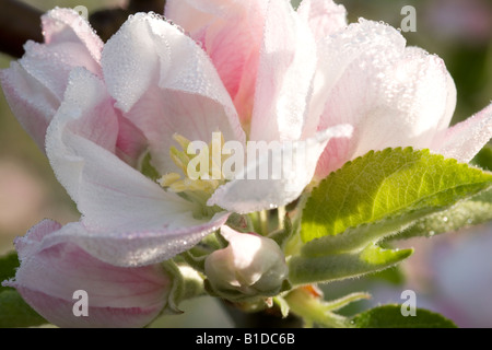 Apple blossom covered in dew in a Somerset orchard Stock Photo