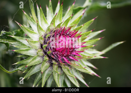 A spiky thistle in bloom Stock Photo
