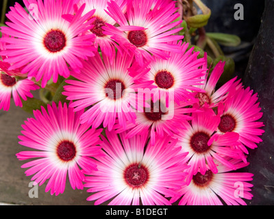 south african daisies mesembryanthemum in stunning color and light Stock Photo