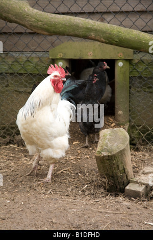 Chickens in a coup Hampshire England Stock Photo