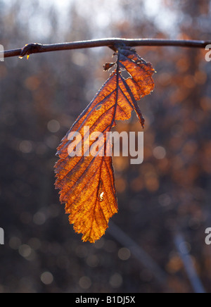 Leaf Abstract Stock Photo