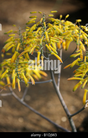 Aloe reynoldsii, Asphodelaceae, South Africa. Stock Photo