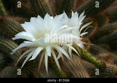 Deserts Blooming Jewel, Echinopsis huascha Cactaceae North West Argentina