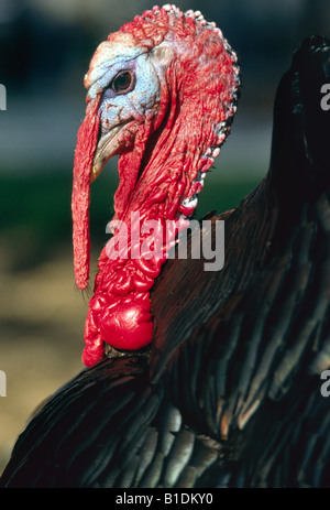 Tom or male turkey Stock Photo