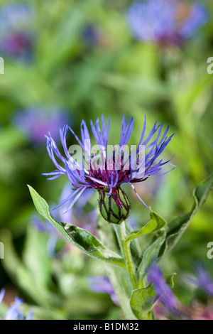 Cornflower (Centaurea cyanus) Stock Photo