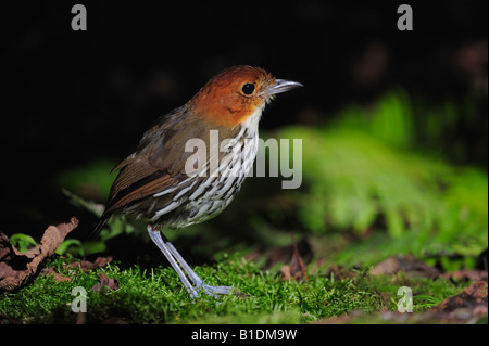 Chestnut-crowned Antpitta Grallaria ruficapilla adult Papallacta Ecuador Andes South America January 2008 Stock Photo