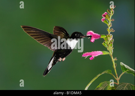 Collared Inca Hummingbird Coeligena torquata male feeding from sage flower Papallacta Ecuador Andes South America January 2008 Stock Photo