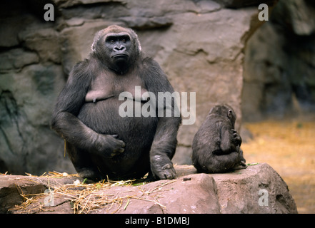 A female western lowland gorilla and her child at the Franklin Park Zoo in Boston Stock Photo