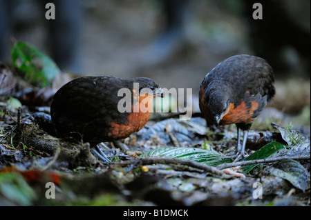 Dark-backed Wood-quail Odontophorus melanonotus adult Mindo Ecuador Andes South America January 2008 Stock Photo
