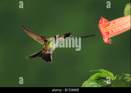 Sword-billed Hummingbird Ensifera ensifera female feeding from datura flower Papallacta Ecuador Andes South America Stock Photo