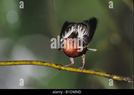 Club-winged Manakin Machaeropterus deliciosus male displaying Milpe Ecuador Andes South America January 2008 Stock Photo