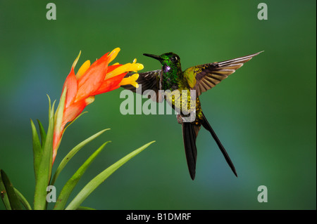 Empress Brilliant Hummingbird Heliodoxa imperatrix male feeding from bromeliad flower Mindo Ecuador Andes South America January Stock Photo