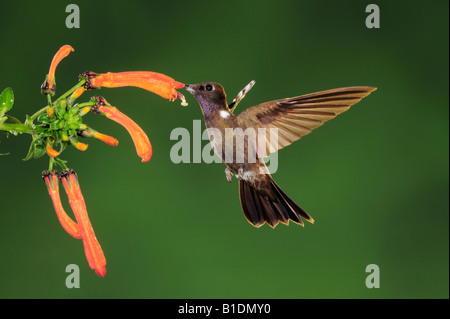 Brown Inca Hummingbird Coeligena wilsoni adult feeding from flower Mindo Ecuador Andes South America January 2008 Stock Photo