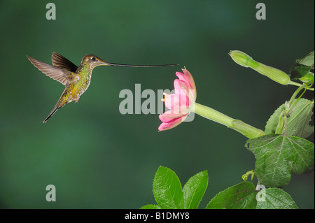 Sword-billed Hummingbird Ensifera ensifera female feeding from passionflower Passiflora mixta Papallacta Ecuador  South America Stock Photo