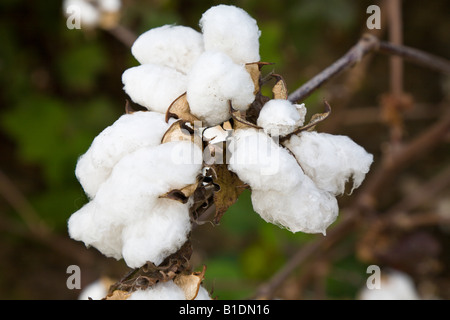 Cotton plant ready for picking in central Georgia, USA Stock Photo