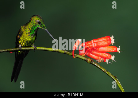 Empress Brilliant Hummingbird Heliodoxa imperatrix male perched next to flower Mindo Ecuador Andes South America January 2008 Stock Photo