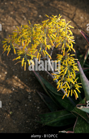 Aloe reynoldsii, Asphodelaceae, South Africa. Stock Photo