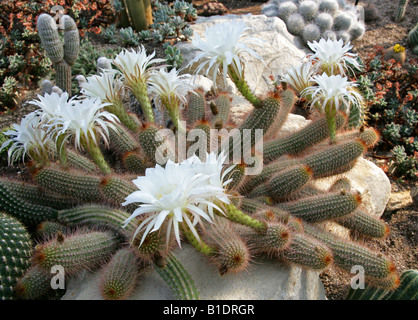 Desert's Blooming Jewel, Echinopsis huascha Cactaceae North West Argentina
