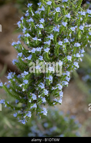 Blue Bugloss or Blueweed, Echium webbii, Boraginaceae. La Gomera, Canary Islands Stock Photo